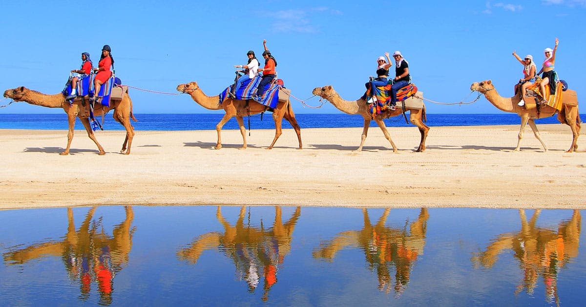 Combo ATV and Camel