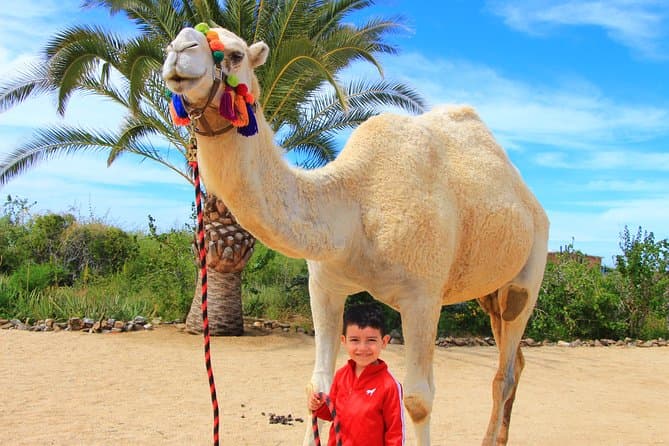 Camel Ride & Encounter — Children
